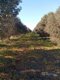 Terreni , impianto uliveto in produzione, progetto