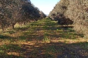 Terreni , impianto uliveto in produzione, progetto