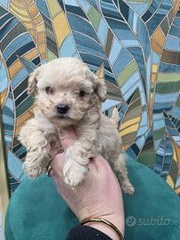 Barboncino mini mini toy