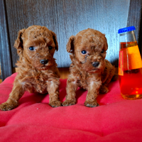 Cuccioli barboncini toy