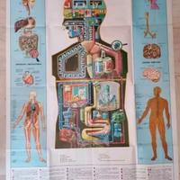 Poster Stampa "II Corpo Umano"