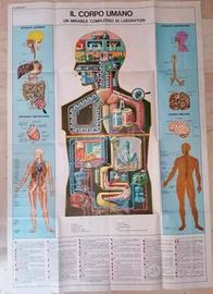 Poster Stampa "II Corpo Umano"