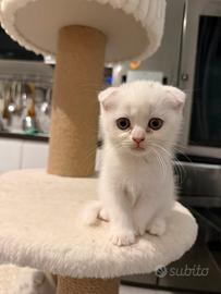 Scottish Fold
