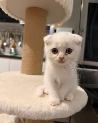 Scottish Fold