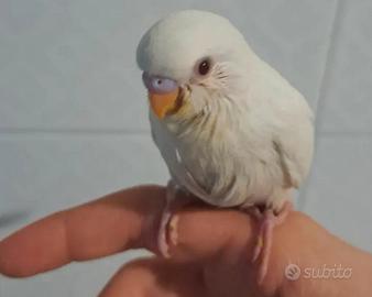 Cocorita albina molto docile