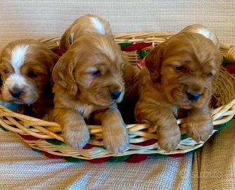 Cuccioli cocker spaniel