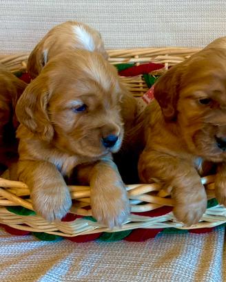 Cuccioli cocker spaniel