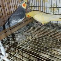 Disponibilità di pulli Calopsitta o allevati