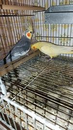 Disponibilità di pulli Calopsitta o allevati