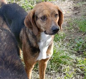 Cane in adozione gratuita