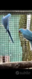 Parrocchetti dal Collare Coppia