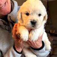 Cuccioli di Golden retriever