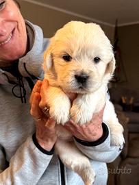 Cuccioli di Golden retriever