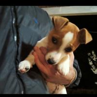 Jack Russell maschio 2 mesi