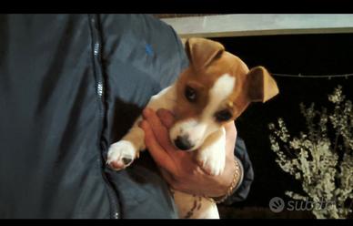 Jack Russell maschio 2 mesi