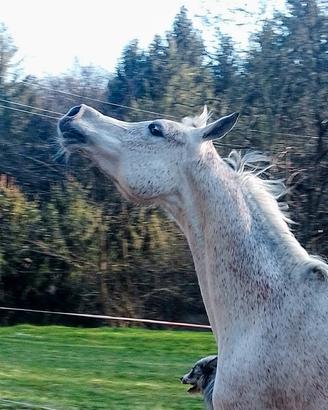 Cavalla fattrice araba