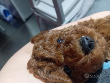 Cucciola barboncino