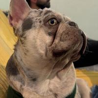 Bull dog francese esotico