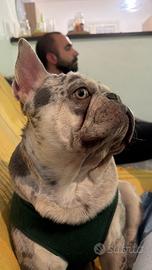 Bull dog francese esotico