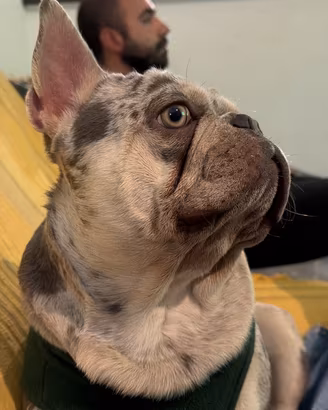 Bull dog francese esotico