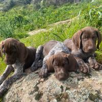 Cuccioli Bracco Tedesco (Kurzhaar)