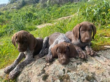 Cuccioli Bracco Tedesco (Kurzhaar)