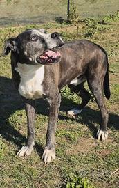 Ivan patatone tenero meticcio