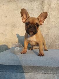 Bulldog Francese