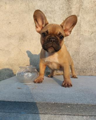 Bulldog Francese