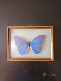 farfalla