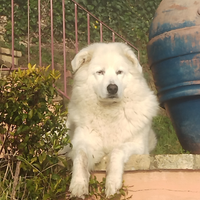 Pastore maremmano femmina