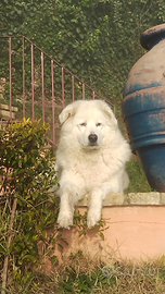 Pastore maremmano femmina