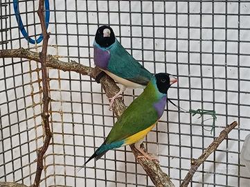 Diamanti di Gould
