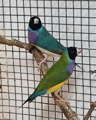 Diamanti di Gould