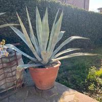 Agave americana alzezza 180 completa di vaso