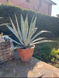 Agave americana alzezza 180 completa di vaso