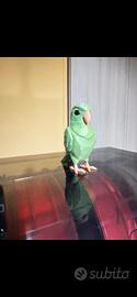 pappagallo statuina