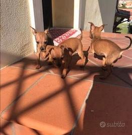 Mini pincher leggi