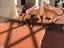 Immagine 1