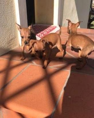Mini pincher leggi