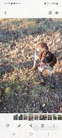 Springer/bracco da tartufo