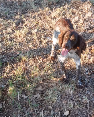 Springer/bracco da tartufo