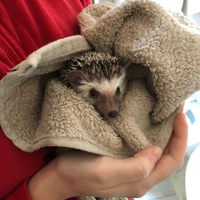 Riccio Africano (domestico)