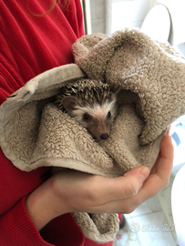 Riccio Africano (domestico)