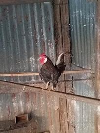 Gallo