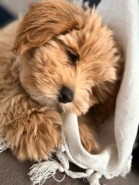 maltipoo toy 
