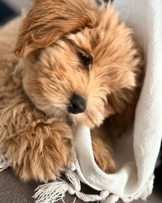 maltipoo toy 