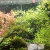 piante vere per allestimento acquario