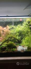 piante vere per allestimento acquario