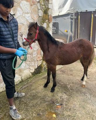 Pony Welsh